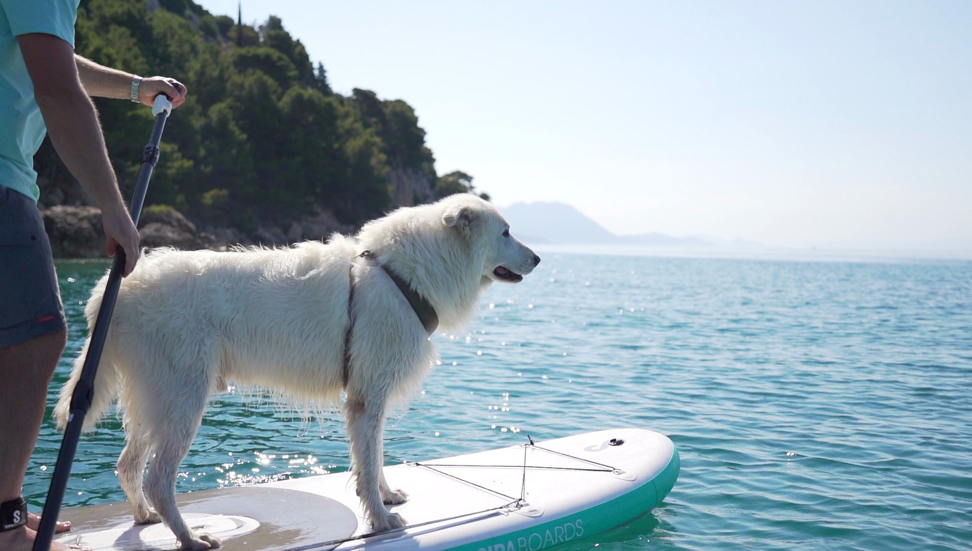 公式】 Sea Dog Surfboard 6´0 Thruster - マリンスポーツ