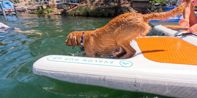 Further Customs Avalon Pup Up - Dog Ramp & Dock