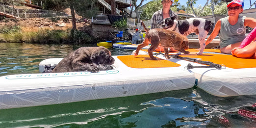 Further Customs Avalon Pup Up - Dog Ramp & Dock