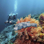 Diver enjoying the underwater view with Sublue WhiteShark MixPro Underwater Scooter