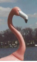 Adventure Glass Big Bird Duck, Dragon, Flamingo, Heron 5 Person Pedal Boat