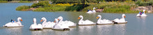 Load image into Gallery viewer, Group of Adventure Glass Swan Platform 2 Person Paddle Boat on the water